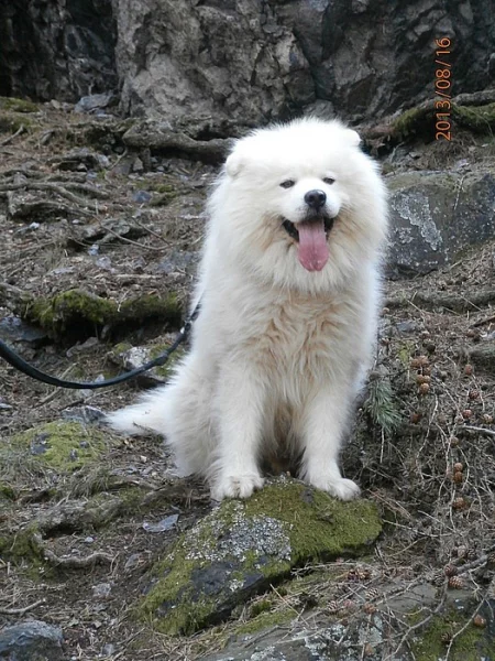 samojed štěně